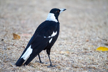 Magpie in the Hydeaway Bay camp grounds, Australia