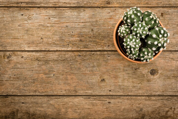 Rustic background with cactus on weathered wood, high angle view