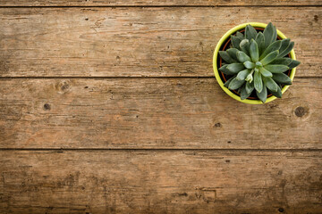 Rustic background with succulent plant on weathered wood, high angle view