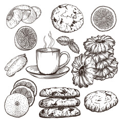 Set of isolated sketches cookies and tea with lemon. Drawn by hand in ink. Dessert on party, holiday and birthday. Black outlines of vector elements on white background.