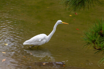 A crane in Hibuya park in Tokyo (Japan)
