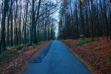 Fototapeta premium Asphalt road through the woods. There are mature trees without leaves on the sides. The sky is blue.