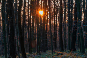 Autumn deciduous forest. Between the trees is the setting sun which creates rays.