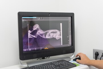 Veterinarian checking the x-ray of a cat