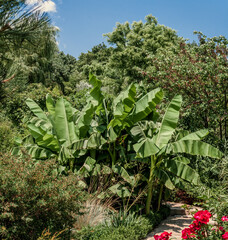 Japanese Banana (Musa basjoo) in park, Abkhazia