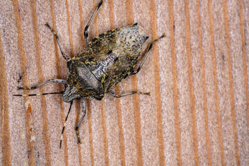 macro of a bug on a wood