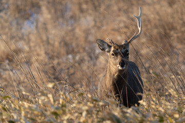 秋のエゾシカ