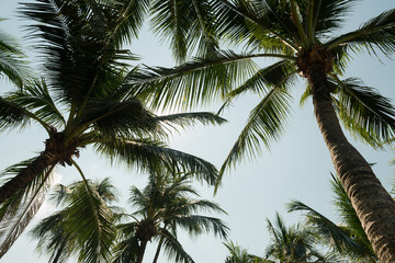 Obraz na płótnie Canvas nice tropical with blue sky, palms tree, green leave 