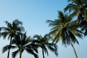 Fototapeta na wymiar nice tropical with blue sky, palms tree, green leave 