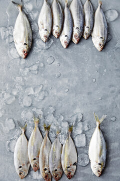 Fresh sea bream