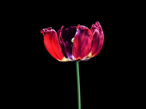 Red Tulip, flower isolated on black background