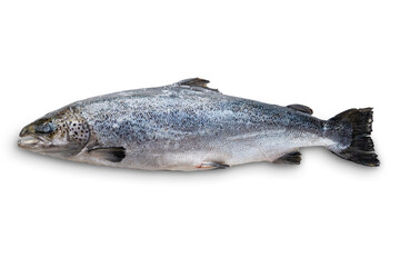 Whole raw unpeeled salmon isolated on white