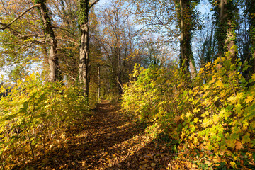 Herbst, Wanderung, Wald