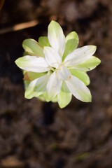 Domestica Hidden-lily Ginger Plant (curcuma sp)