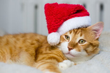 Ginger fat cat in a santa hat. Lovable ginger cat wearing Santa Claus hat sleeping A fluffy kitten sitting on a couch wearing a red cap. Christmas with a sleeping cat. portrait of a fat cute cat.