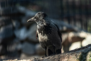 black raven is looking for prey