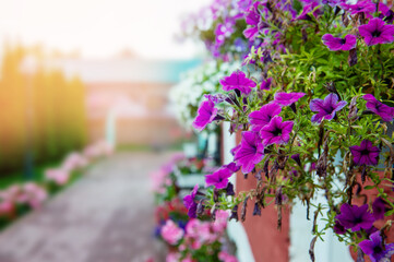 Hanging flower basket with Petunia flowers. Vertical flowerbeds in the city. Flowers on the street. Urban decor. Summer in the city. Well-maintained streets. Pleasant atmosphere.