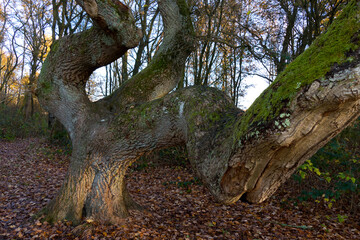 Baum
