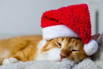 Ginger fat cat in a santa hat. Lovable ginger cat wearing Santa Claus hat sleeping A fluffy kitten sitting on a couch wearing a red cap. Christmas with a sleeping cat. portrait of a fat cute cat.