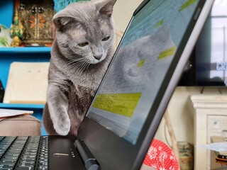 Télétravailler à domicile avec son animal de compagnie
