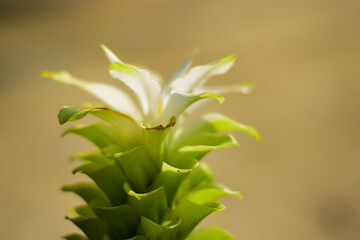 Fototapeta na wymiar Domestica Hidden-lily Ginger Plant (curcuma sp)