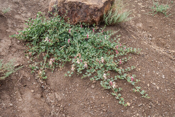 Caper Bush (Capparis herbacea) in coastal hills, Crimea
