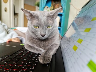 Le télétravail avec son chat