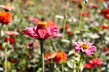 花 ジニア パープル 美しい 花畑 大輪