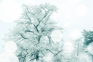 View of a snow-covered oak tree in snowy weather. A huge oak tree under the snow. Seasonal changes in nature