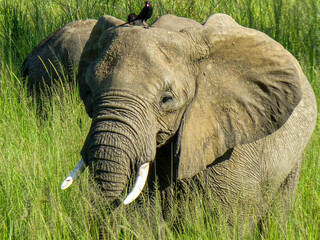 Elefant