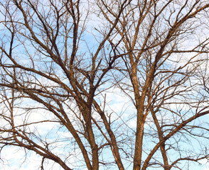 Branches no leaf on the background of the sky with clouds.