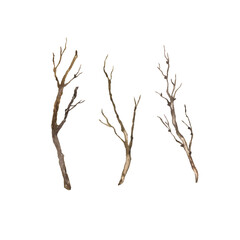 Set of dry wood branches. Hand drawn watercolor illustration.