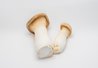 Vegetable: King trumpet mushroom (King oyster mushroom). White background.