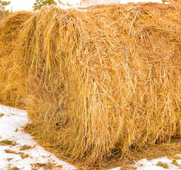 Haystacks prepared for animal feed in winter. Hay storage in winter.