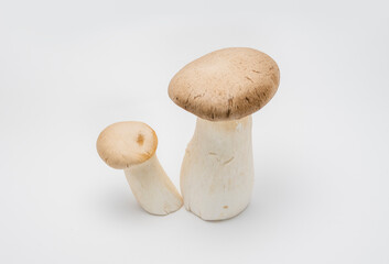 Vegetable: King trumpet mushroom (King oyster mushroom). White background.