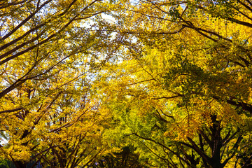 秋 銀杏 イチョウ 秋の空 イエロー  落ち着いた