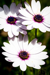 Fototapeta premium Three white daisies on a green background