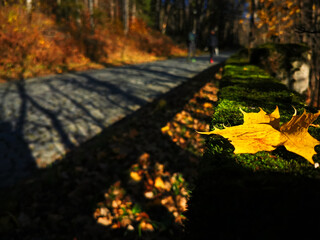 Naklejka na ściany i meble A yellow autumn leaf lying on the moss next to the paved road. Maple leaf on a blurred background.