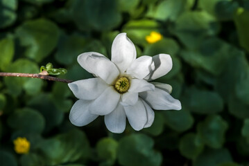 Obraz premium Star Magnolia (Magnolia stellata) in park