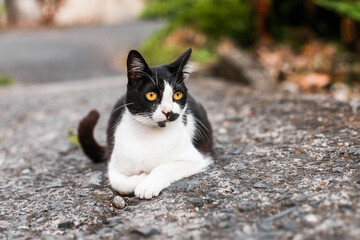 Black and white cat lies on the ground, in a garden