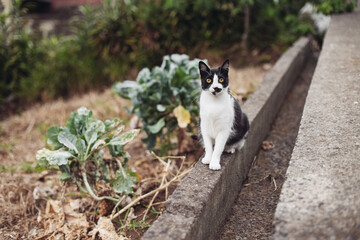 Naklejka na ściany i meble Black and white cat sitting on a garden fence