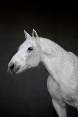 Obraz na płótnie Canvas Beautiful horses on gray background