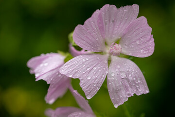
Mallow flower with raindrops on blurred background