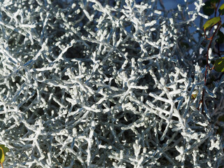 Leucophyta brownii - Calocéphale ou leucophyte de Brown, buisson nain, port en boule, feuillage soyeux, enchevêtré, gris-vert, blanc crème, lavé de violet très décoratif