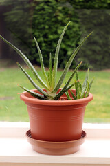 Aloe Vera plant on a windowsill
