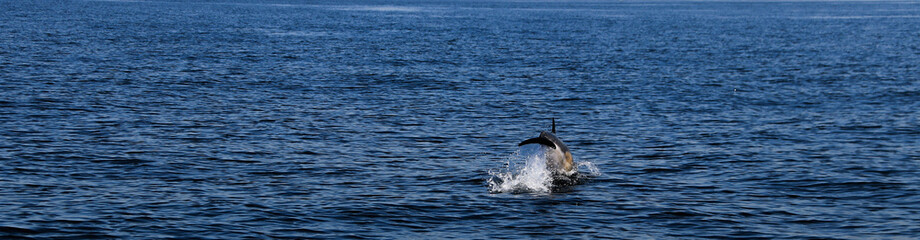 Fototapeta premium dolphin swimming