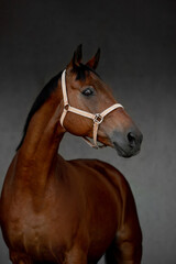 Beautiful horses on gray background