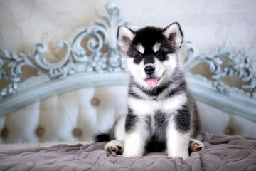 Fototapeta na wymiar Malamute puppy lies on the bed rug, pamper the puppy
