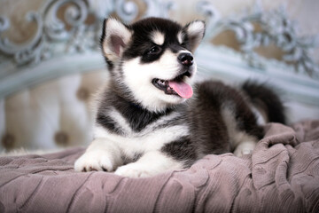 malamute puppy lies on the bed rug