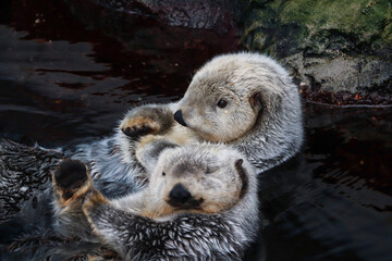 sea otters relaxing